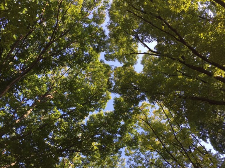 代々木公園やりたい事受け入れる